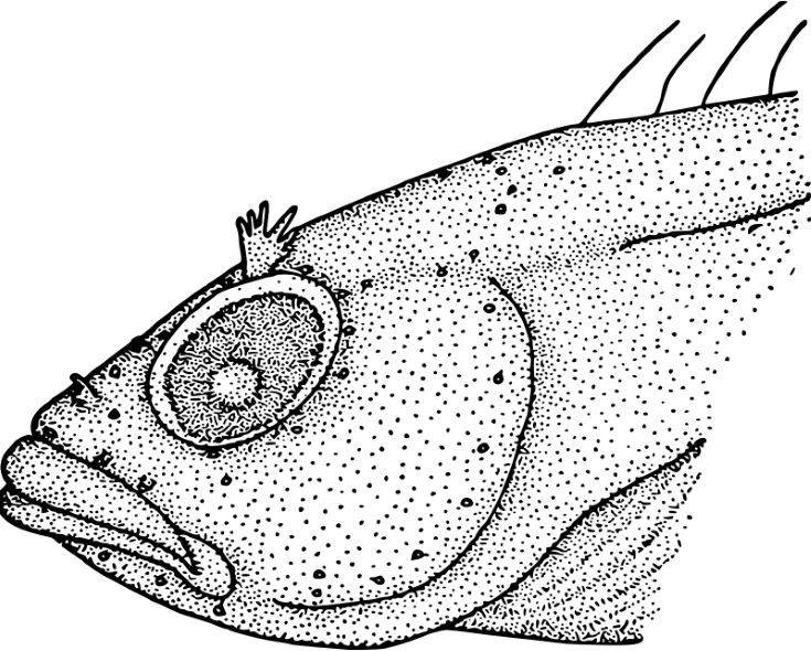 This Pointillism Fish With Exaggerated Features