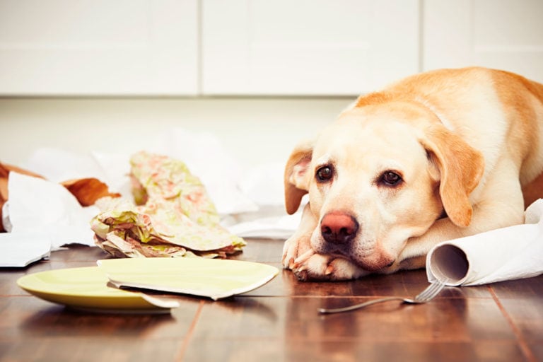6 Dog Proof Kitchen Trash Cans that Actually Work