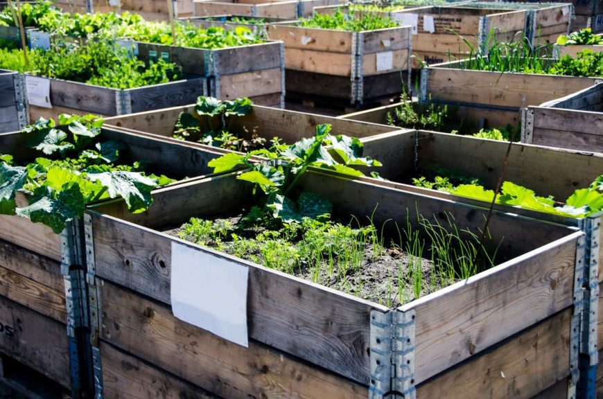 Plants in wooden beds