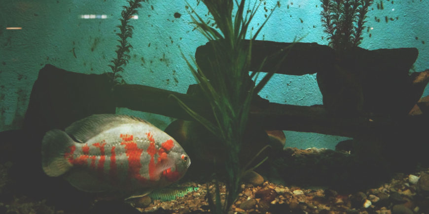 Fish swimming inside the aquarium with decor and plants