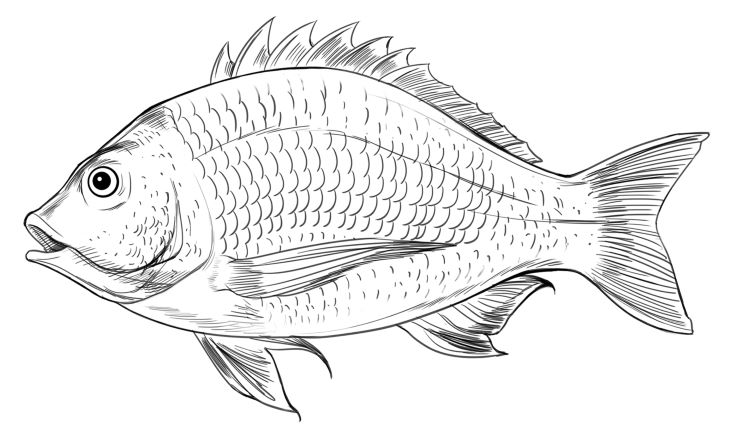 Acanthopagrus butcheri