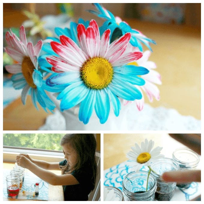 Little girl dyed flower with 2 colors