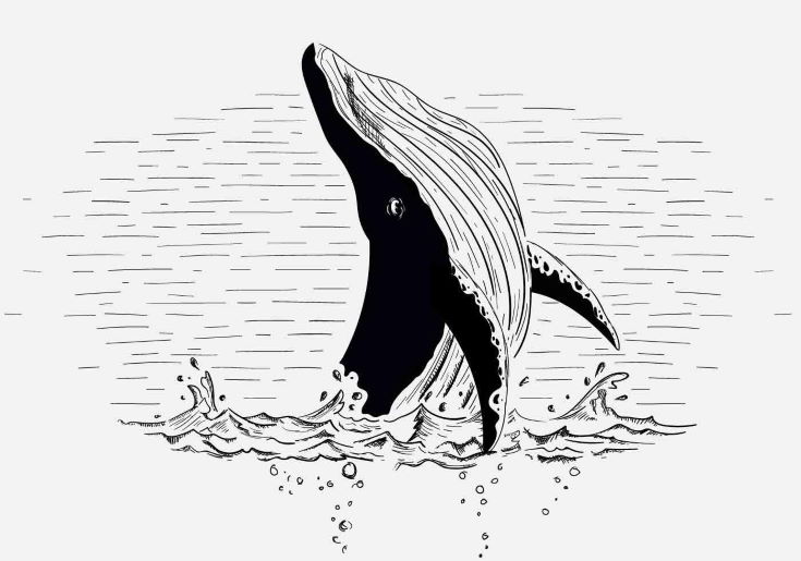 Free Vector Whale Illustration