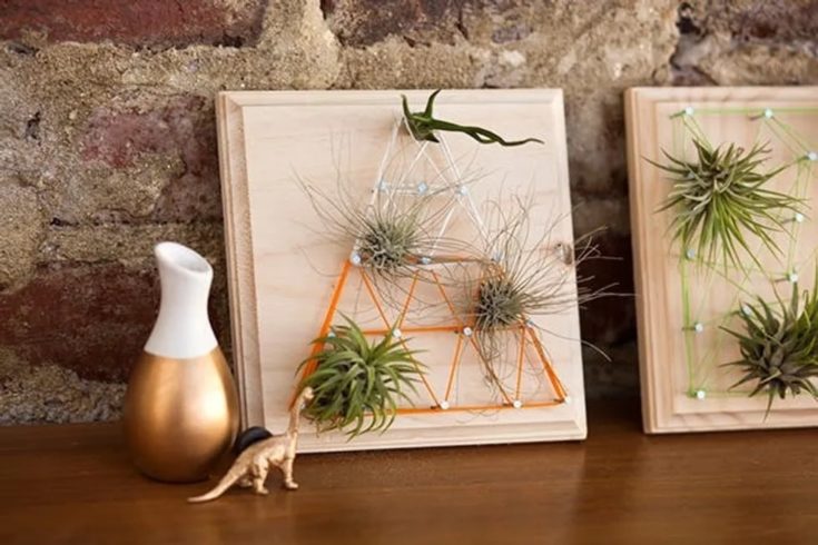 String arts use for air plants.