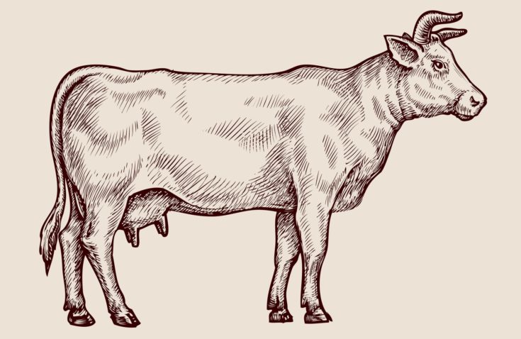 Sketch cow. Hand drawn vector illustration