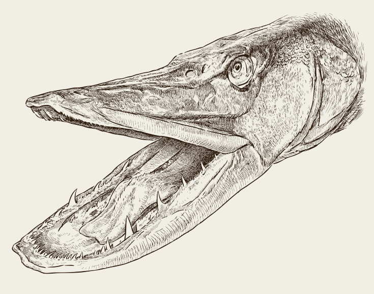 Head of a pike