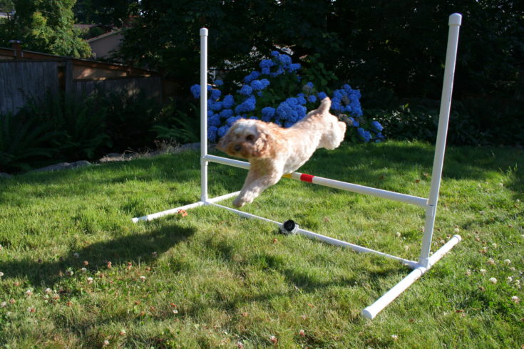 Dog jumping on DIY pvc pipe jumper.