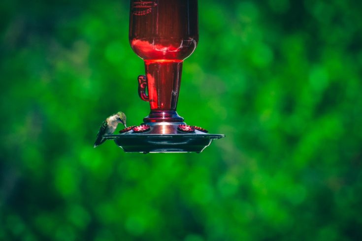 Hummingbird Feeders