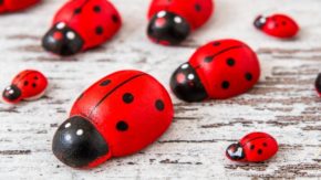 DIY Ladybug Painted Rocks