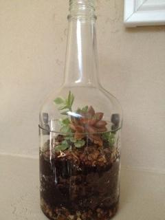 Mini Terrarium