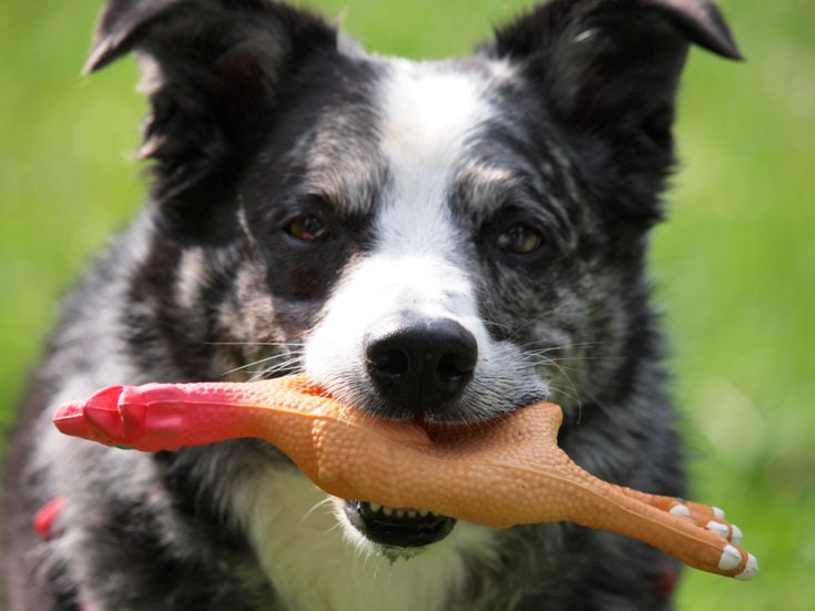 Playfull dog with rubber chicken in mouth