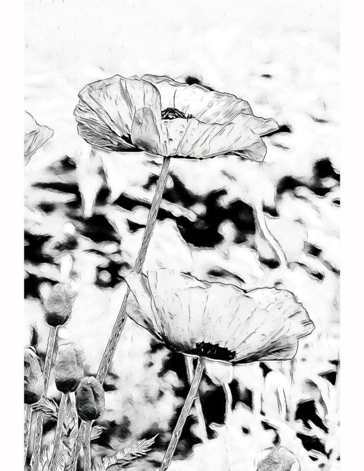 Poppies on Pyrography Paper