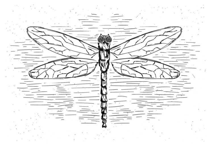 Free vector of dragonfly illustration in a white bckground.