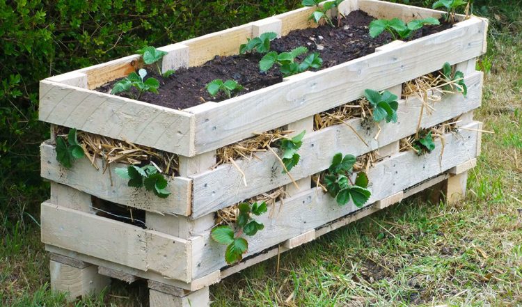 Strawberry Pallet Planter