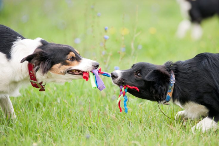 Two dogs border collie playing with rope toy in summer