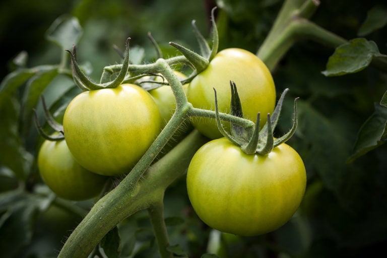 The Best Hydroponic Systems for Tomatoes