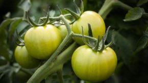 The Best Hydroponic Systems for Tomatoes